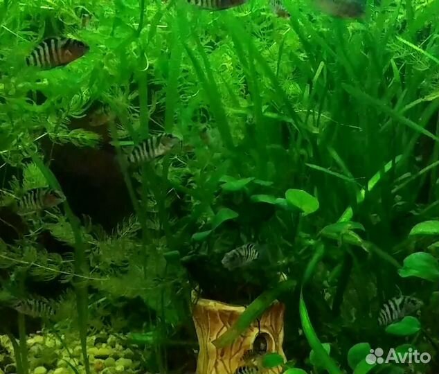 Цихлазома чернополосая цихлида в тельняшке
