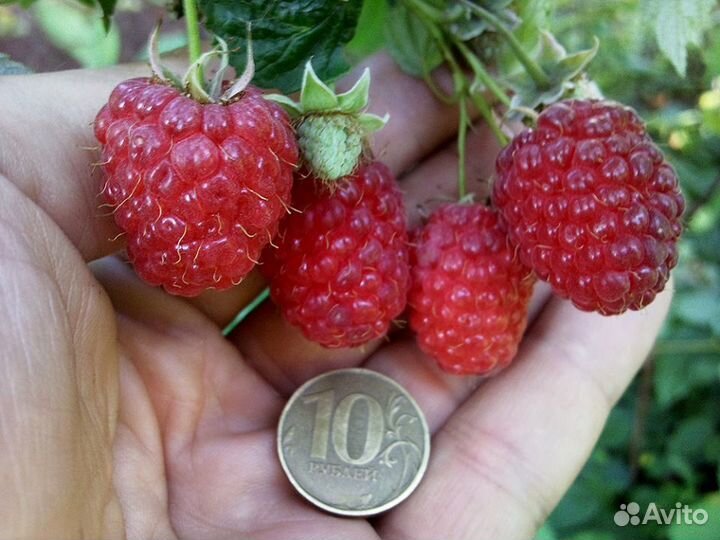 Саженцы малины Шапка мономаха