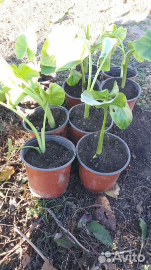 Декоративные кустарники