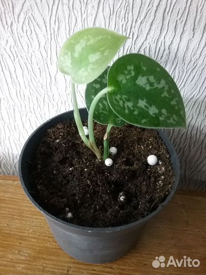 Сциндапсусы Эпипремнумы