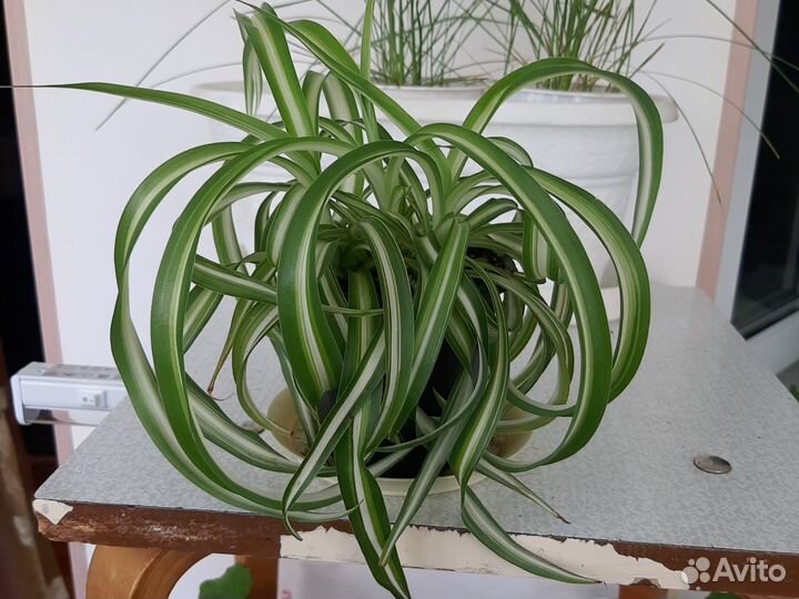 Хлорофитум кудрявый бонни