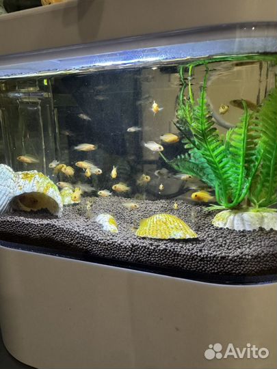 Малёк Цехлидов Еллоу