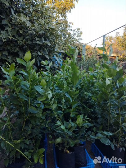 Саженцы голубики 2-х летки. Сорт Дюк