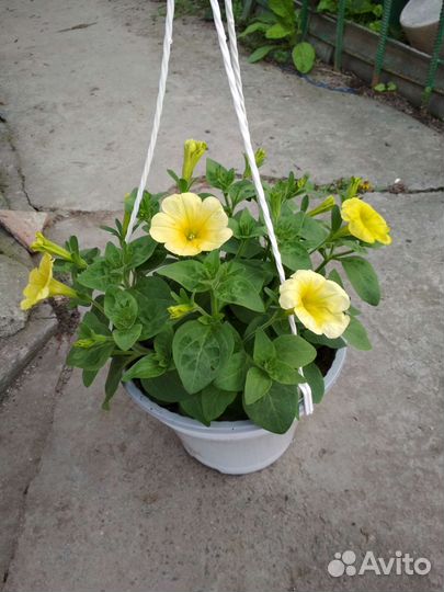 Петуния ампельная кашпо
