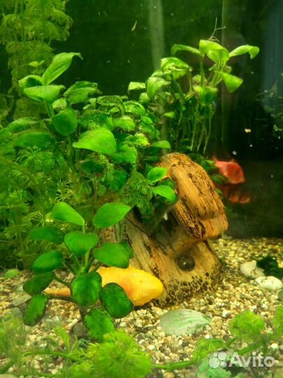 Аквариум на 150 литров