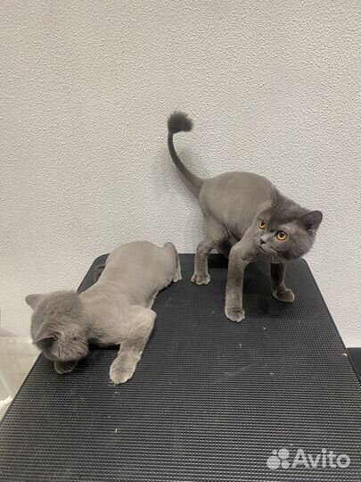 Стрижка собак и кошек, профессионально и быстро