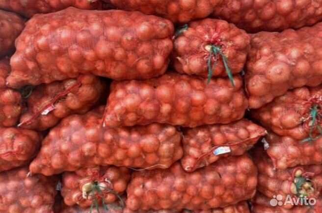 Продам лук сорт Манас