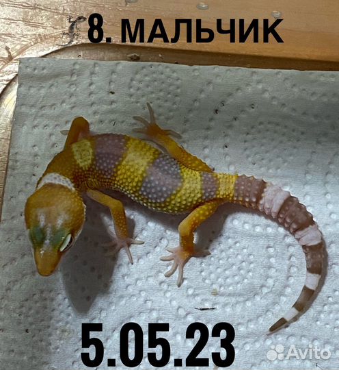 Геккон эублефар