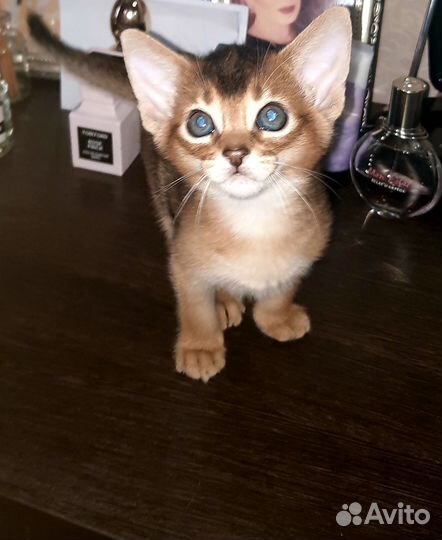 Абиссинские котята