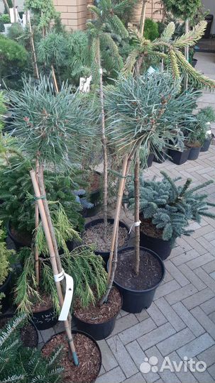 На штамбе огромный выбор хвойных и лиственных