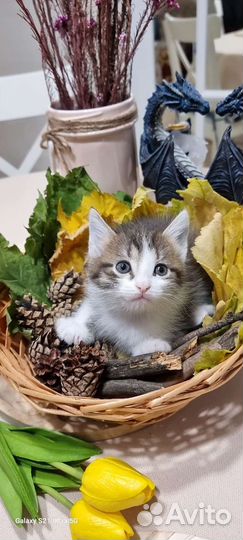 Отдам котят в добрые руки