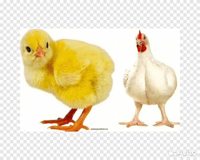 Цыплята бройлеры кобб 500 и Росс 308