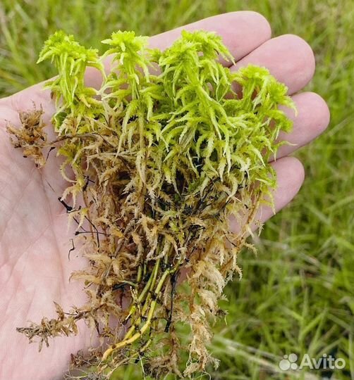 Корм для улиток