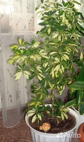 Шефлера -отростки