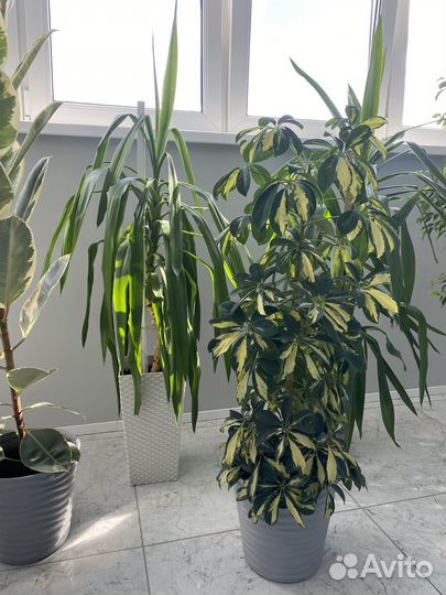 Фикус юкка шефлера офисные цветы