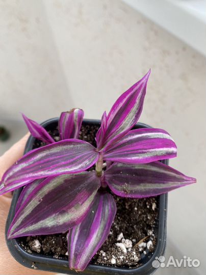 Гипоэстес, каллизия, традесканция