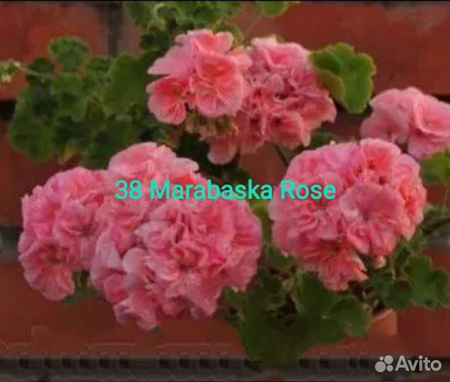 Пеларгония