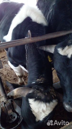 Быки на мясо