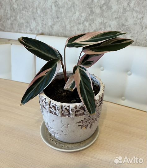 Строманта триколор