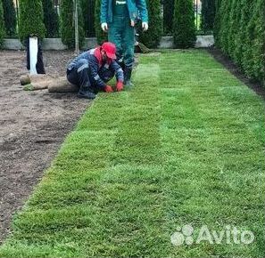 Газон от производителя