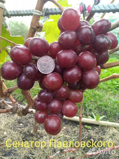 Саженцы винограда