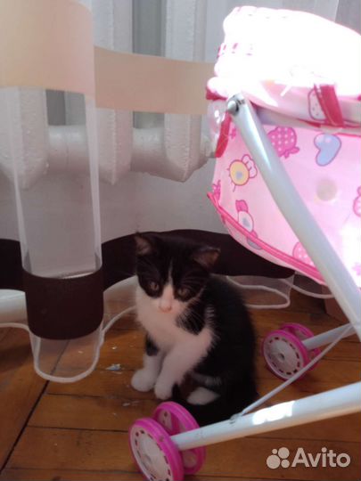 Котёнок черно белый девочка