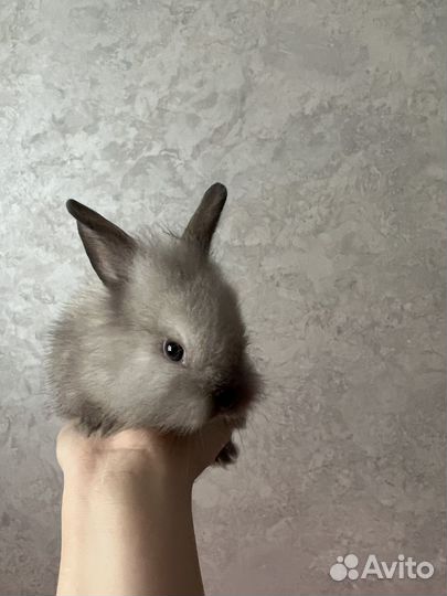 Карликовый кролик