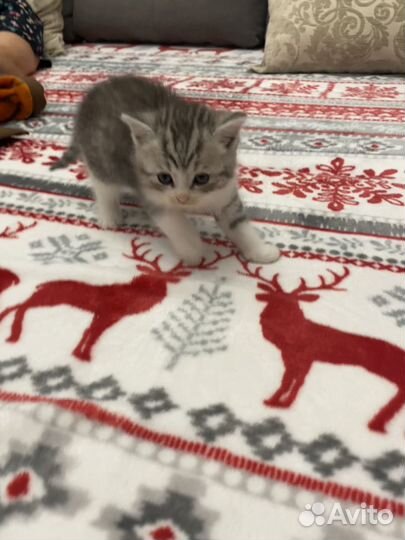 Котенок мальчик бесплатно