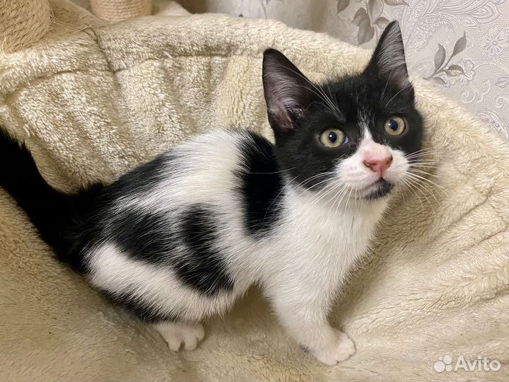 Котенок мальчик