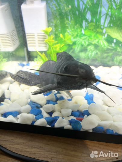 Сомик перевертыш