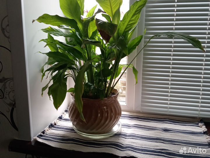 Спатифиллум