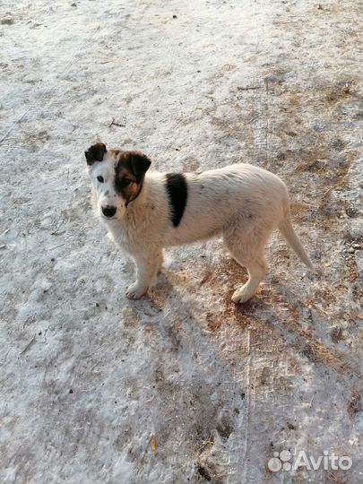 Красотка в поисках дома