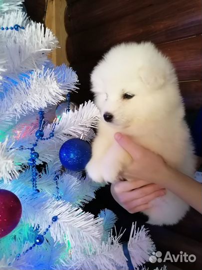 Щенки самоедской лайки