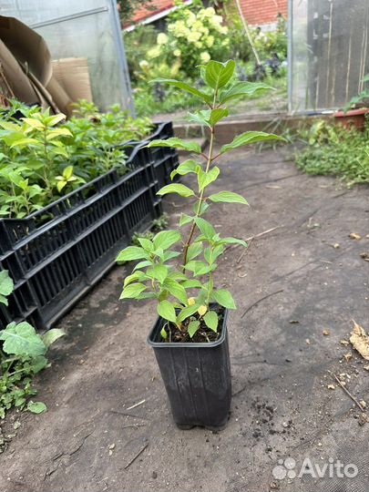 Гортензия Полярный медведь