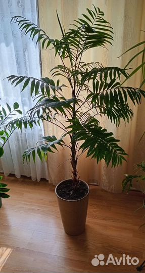 Пальма хамедорея