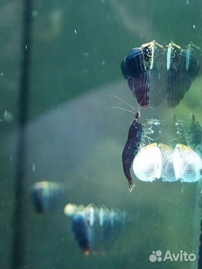 Улитки теломелании (кролик)