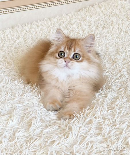 Длинношерстная золотая шиншилла