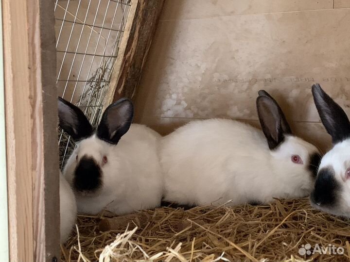 Продаю кроликов