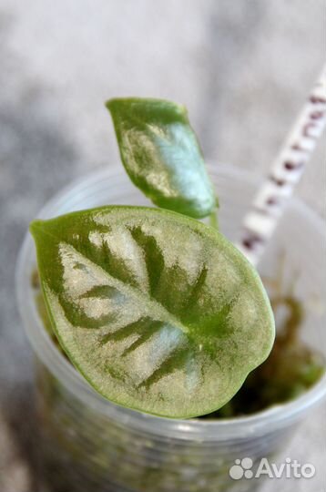 Алоказии 8 сортов