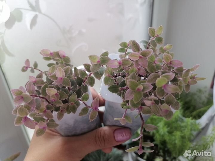 Каллизии, Спатифиллум,фикус, Сциндапсус Неон