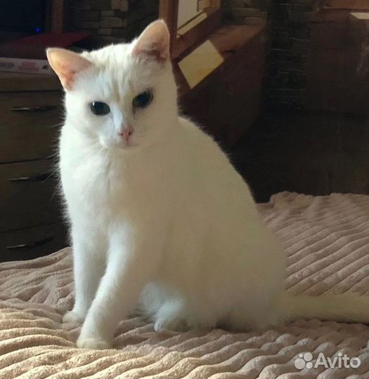 Кошечка Шуня