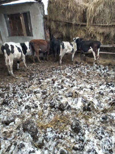 Продам бычков