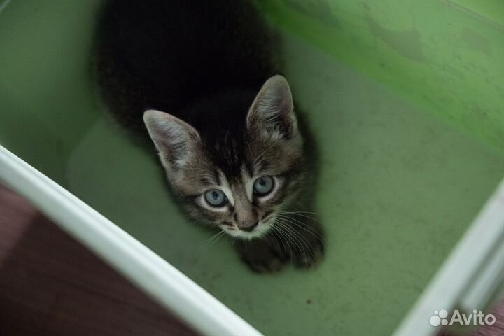 Котята в добрые руки бесплатно