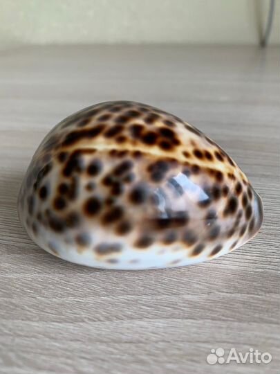 Натуральная морская ракушка Ципрея Тигрис 7см