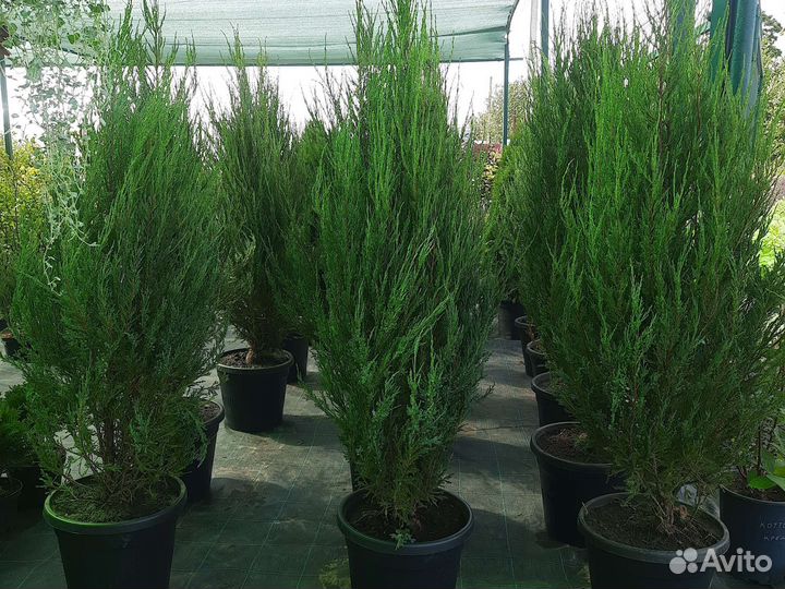 Можжевельник скальный