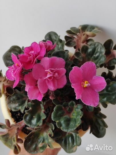 Фиалки сортовые