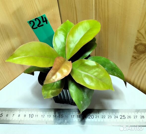 Комнатные растения разные