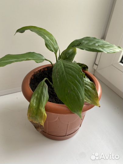 Спатифиллум (цветы)