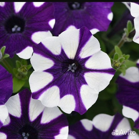 Мини петуния морская волна ампельная (шок вейв)