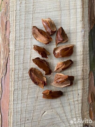 Таксодиум двурядный